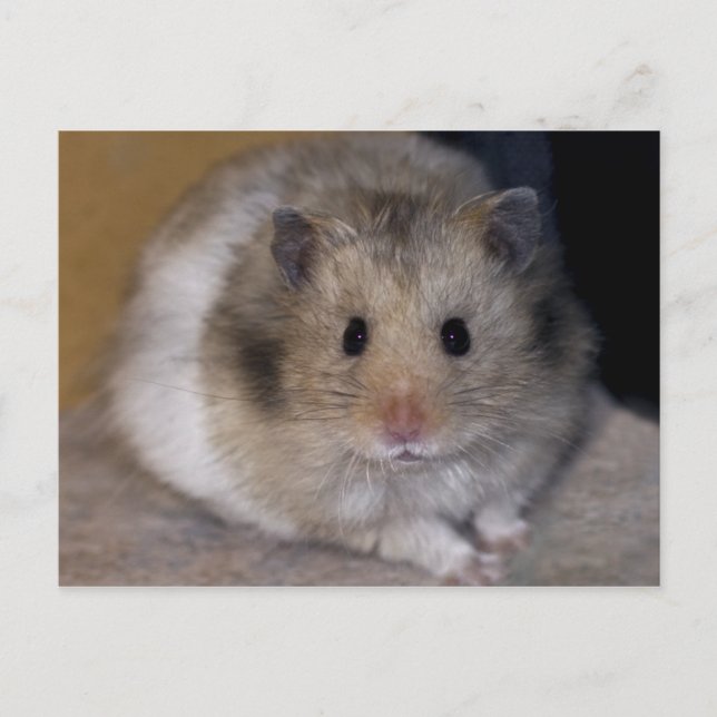 Hammie Postcard Postkarte (Vorderseite)