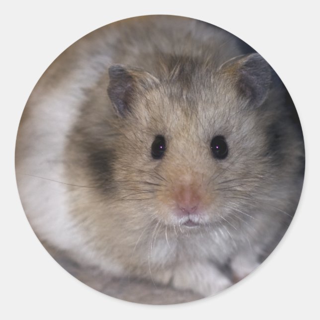 Hammie Sticker (Vorderseite)