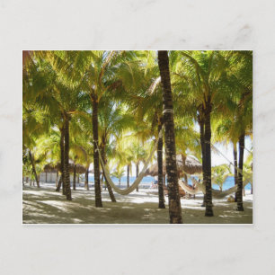 Hammock and Palm Trees Postkarte