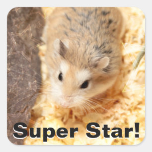 Hammyville - Niedlicher Hamster Quadratischer Aufkleber