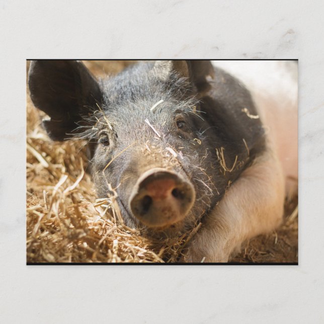 Hampshire Pig Postcard Postkarte (Vorderseite)