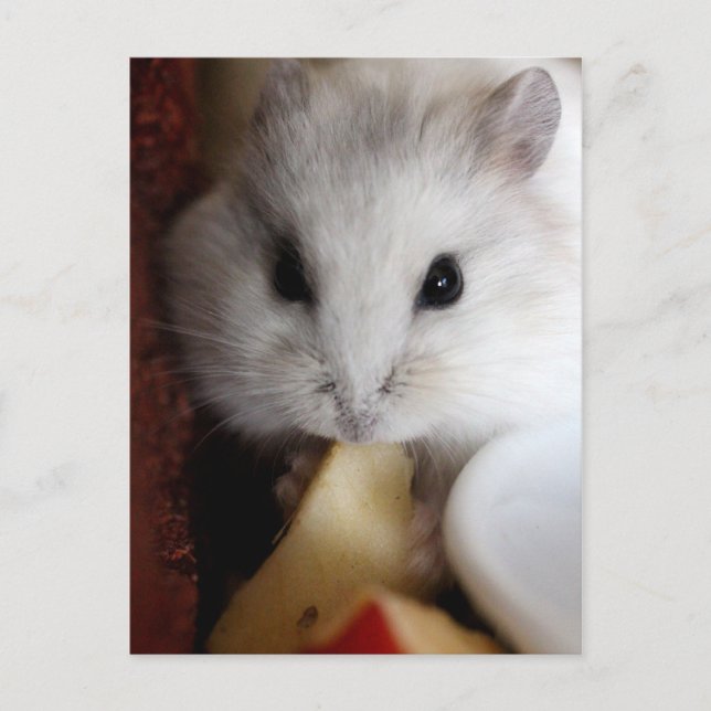 Hamsteer Postcard Postkarte (Vorderseite)