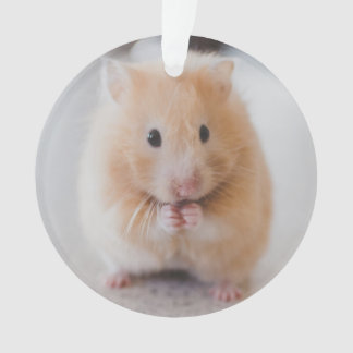 hamster