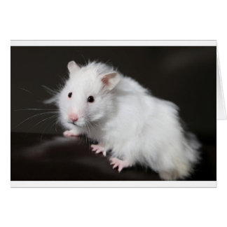 Hamster de l'ours en peluche