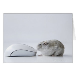 Hamster et souris d'ordinateur