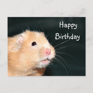Hamster Happy Birthday Postkarte