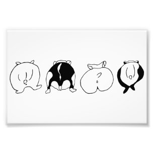 Hamster-Hintern Fotodruck
