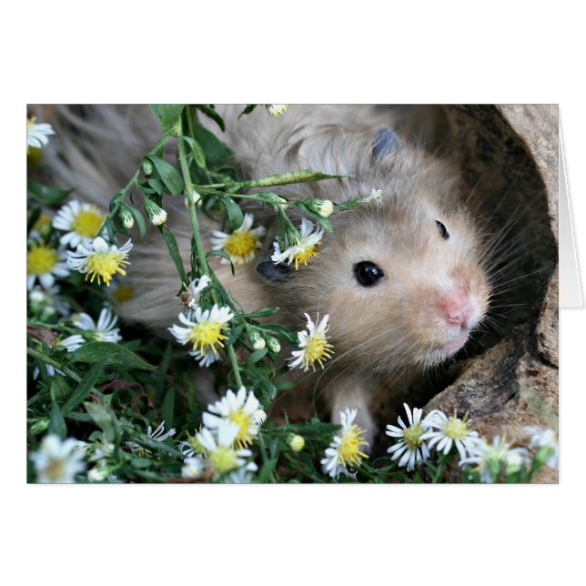 Hamster in Blume (Vorderseite (Horizontal))