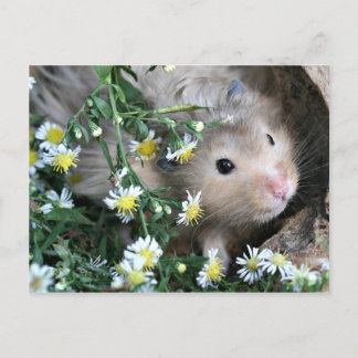 Hamster in Blume Postkarte