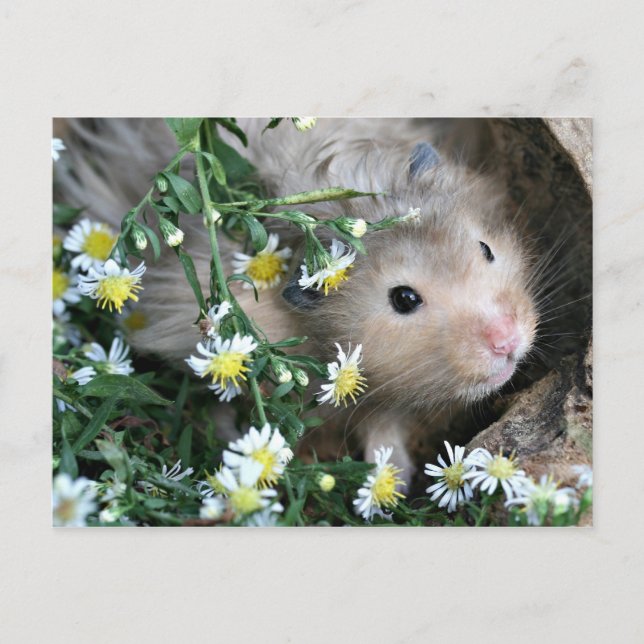 Hamster in Blume Postkarte (Vorderseite)