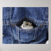 Hamster in Tasche