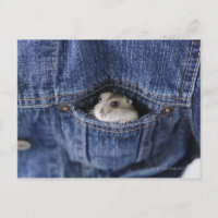 Hamster in Tasche