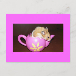 Hamster in Tee Pot Foto Postkarte