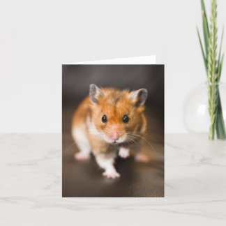 Hamster Karte