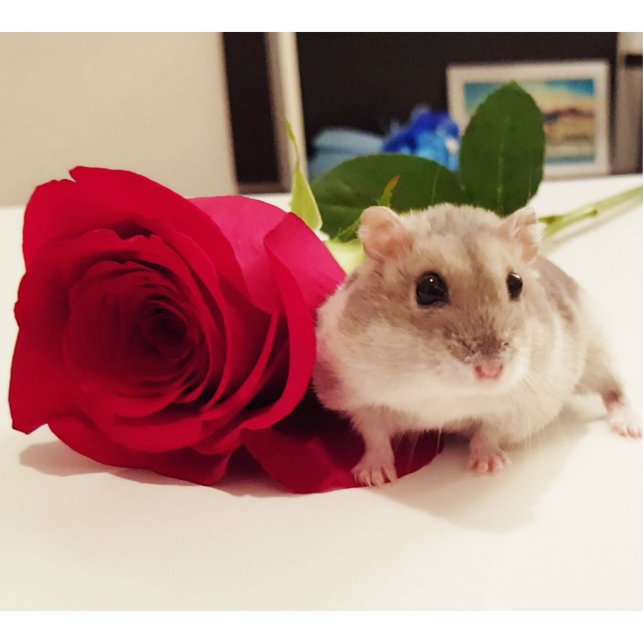 Hamster mit einer Rose Freistehende Fotoskulptur (Vorne)