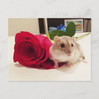 Hamster mit Rose Postkarte