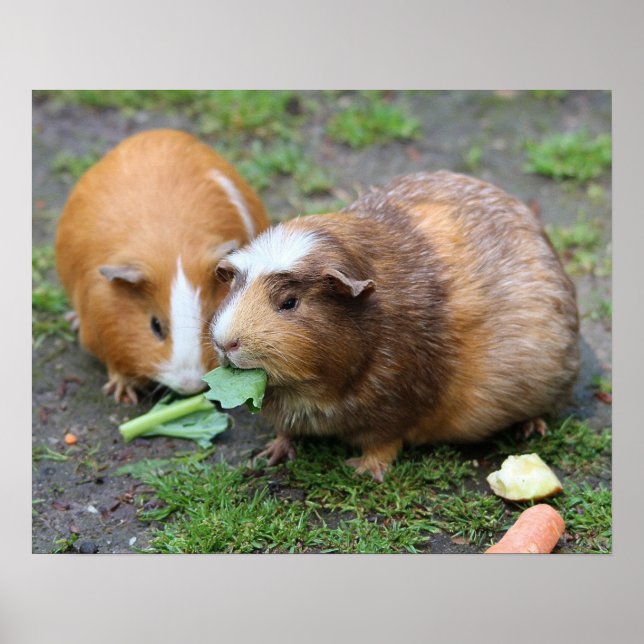 Hamster Poster (Vorne)