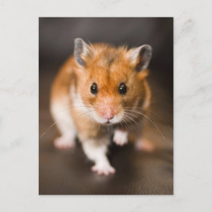 Hamster Postkarte