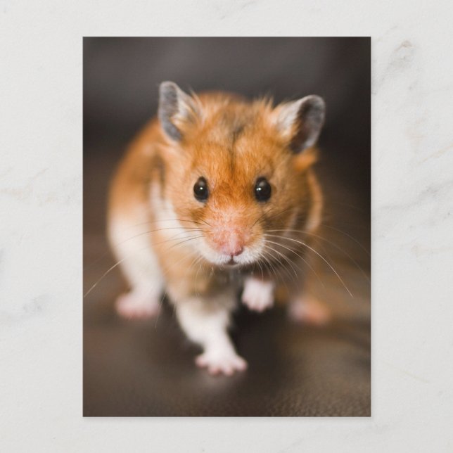 Hamster Postkarte (Vorderseite)