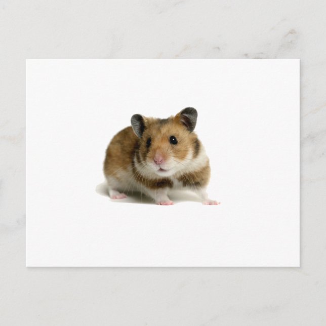 Hamster Postkarte (Vorderseite)
