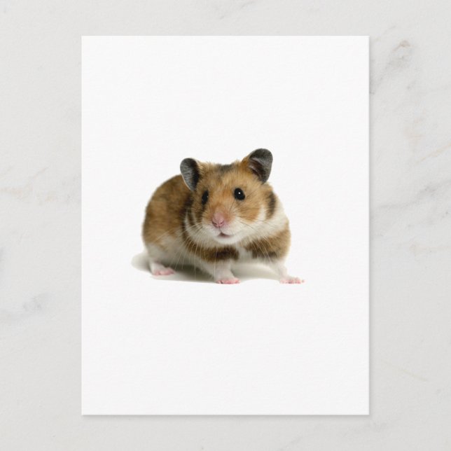 Hamster Postkarte (Vorderseite)