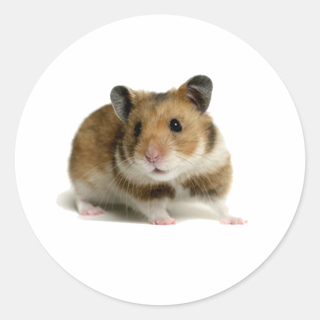 Hamster Runder Aufkleber (Vorderseite)
