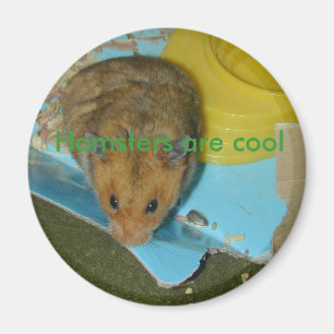 Hamster sind cooler Magnet