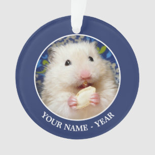 Hamster syrien pelucheux Kokolinka mangeant une