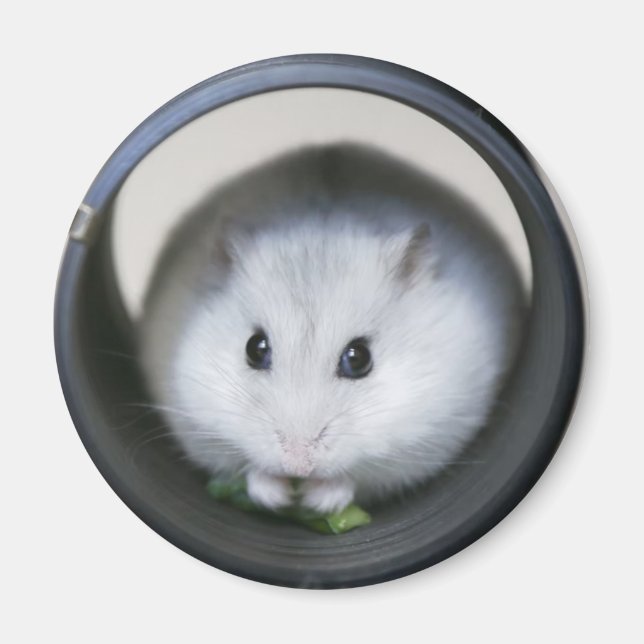 Hamster Tube Magnet (Vorne)