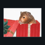 Hamster Weihnachtsgeschenk Feiertagspostkarte<br><div class="desc">Hamster in der Weihnachtszeit Foto Weihnachts-Postkarte</div>