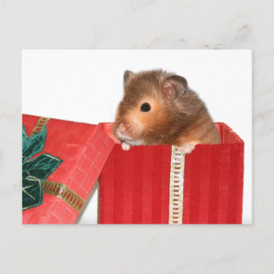 Hamster Weihnachtsgeschenk Feiertagspostkarte