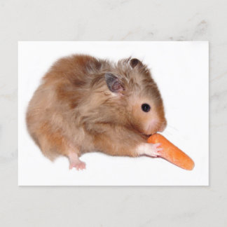 Hamsterdiät Postkarte