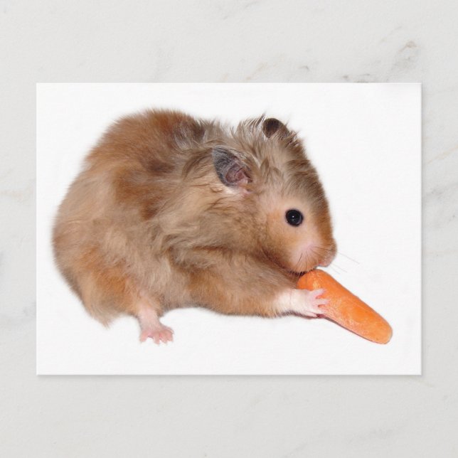 Hamsterdiät Postkarte (Vorderseite)