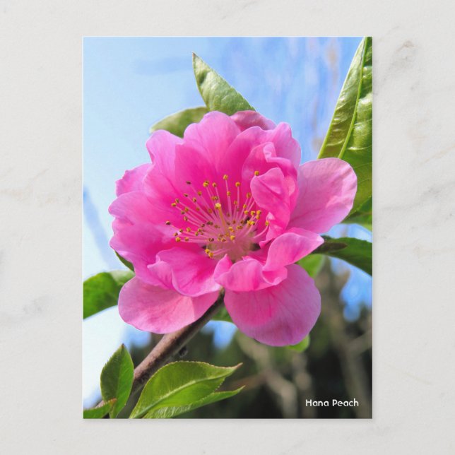 Hana Peach [Postcard] Postkarte (Vorderseite)