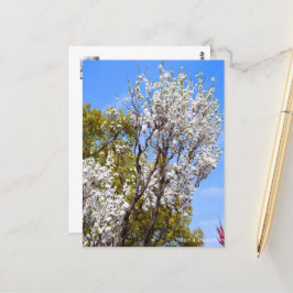 Hana Peach Postkarte