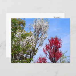 Hana Peach Postkarte