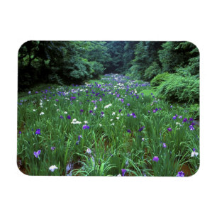 Hana Shobu (Japanische Wasser-Schwertlilie), Meiji Magnet