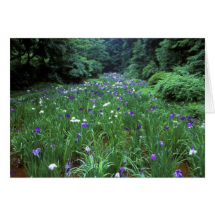 Hana Shobu (Japanische Wassereiris), Meiji Shrine,