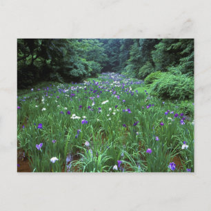 Hana Shobu (Japanische Wassereiris), Meiji Shrine, Postkarte