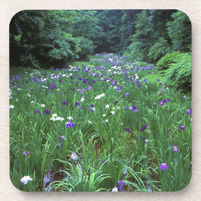 Hana Shobu (Japanischer Wassereiris), Meiji Shrine Getränkeuntersetzer (Vorderseite)