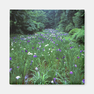 Hana Shobu (Japanischer Wassereiris), Meiji Shrine Magnet