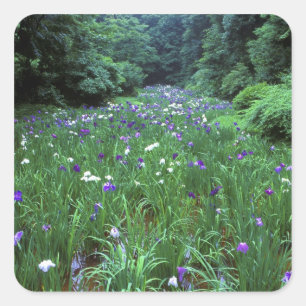 Hana Shobu (Japanischer Wassereiris), Meiji Shrine Quadratischer Aufkleber