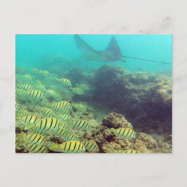 HANAUMA BAY HAWAII - Gepunkteter Adler Ray Postkarte (Vorderseite)