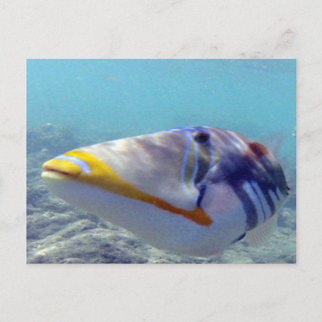 HANAUMA BAY HAWAII - Humuhumunukunukuapua'a Postkarte (Vorderseite)