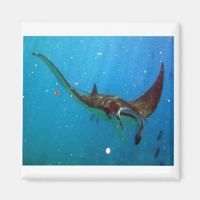 Hanauma Bay Hawaii Manta Ray Magnet (Vorne)