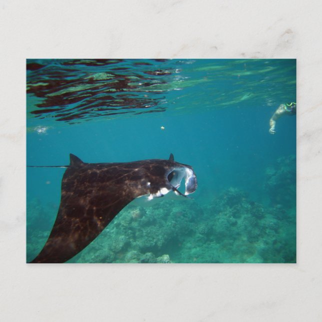 Hanauma Bay Hawaii Manta Ray Postkarte (Vorderseite)
