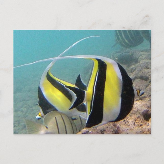 Hanauma Bay Hawaii Moorish Idol Postkarte (Vorderseite)