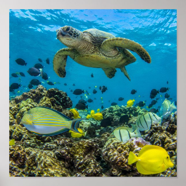 Hanauma Bay Hawaii Poster (Vorne)