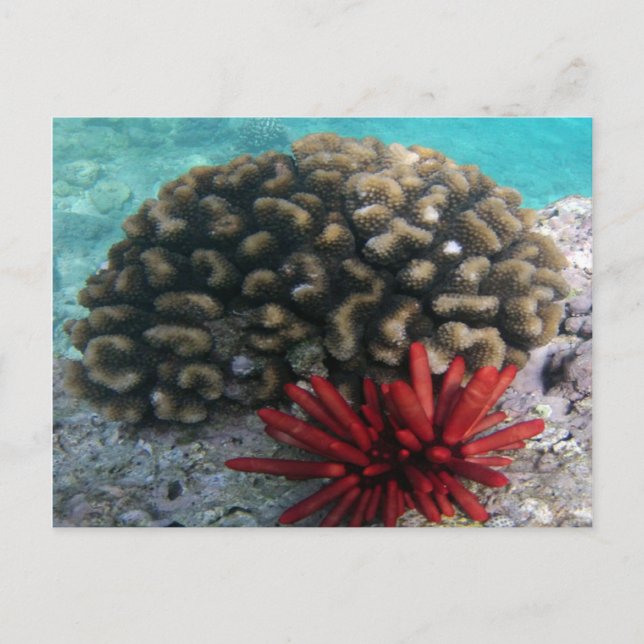 HANAUMA BAY HAWAII - Schiefergestein Urchin Postkarte (Vorderseite)