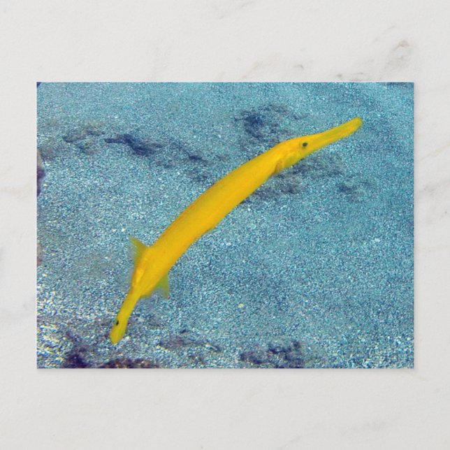 HANAUMA BAY HAWAII - Trompetenfisch (Nunu) Postkarte (Vorderseite)